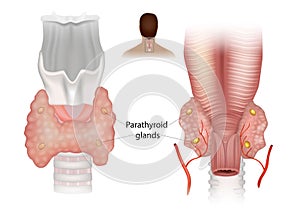 Diagram showing structures in the human neck. Superior and Inferior parathyroid glands