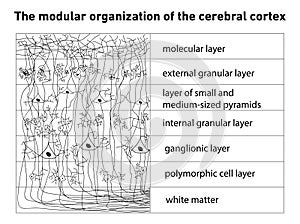 Diagram of the structure of the cerebral cortex