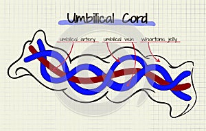 Diagram of the structure of human cord umbilikalis