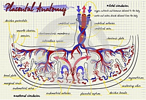 Diagram of the structure of human placenta photo