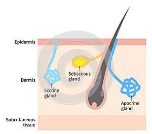 Diagram of sweat and sebaceous gland. Human skin layer illustration for medical and health care use