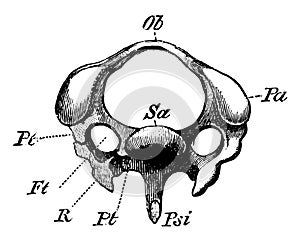 The Diagram of a Third Cervical Vertebra of a Woodpecker, vintage illustration