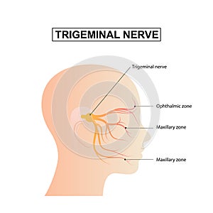 Diagram of Trigeminal nerve anatomical