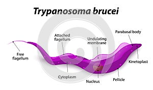 Diagram Of Trypanosoma Cell