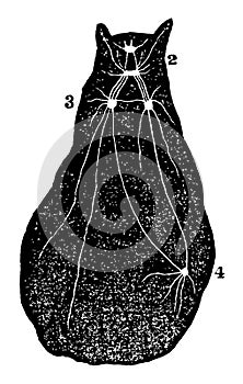 Diagram of a Type of Mollusca vintage illustration