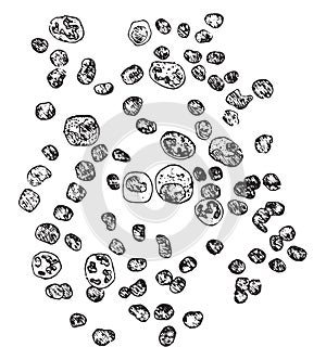 Diagrammatic representation of leukocytes, vintage engraving photo