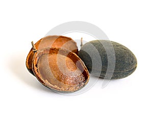 Dialium cochinchinense or velvet tamarind fruit on white background