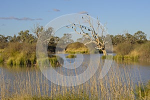 The Diamantina river at Birdsville. photo