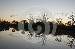 The Diamantina river at Birdsville . photo