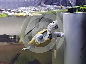 DiamantschildkrÃ¶te diamondback turtle pet animal aquarium fish tank