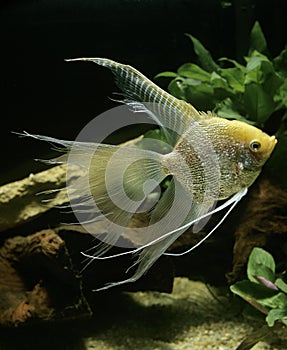 Diamond Angelfish, pterophyllum scalare