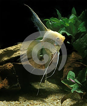 Diamond Angelfish, pterophyllum scalare, Adult