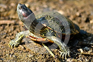 Diamond back terrapin