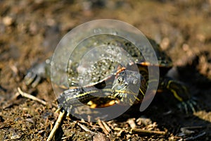 Diamond back terrapin