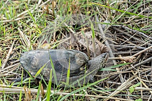 Diamond Back Terrapin in Marsh Grasses