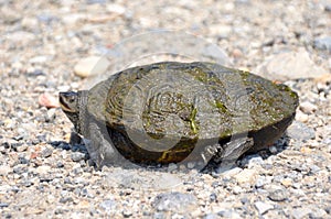 Diamond Backed Terrapin