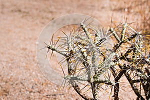 Diamond cholla / branched pencil cholla Cylindropuntia ramosissima, Joshua Tree National Park, California