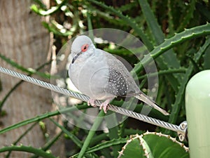Diamond dove