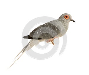 Diamond Dove - Geopelia cuneata