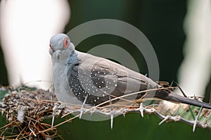 Diamond dove (Geopelia cuneata) photo