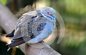 Diamond Dove - Geopelia cuneata.  Small gray pigeon living in Australia. photo