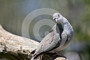 The diamond dove is perched on a tree branch photo