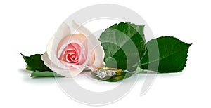 Diamond Engagement Ring Rose