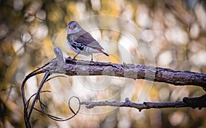 Diamond finches & x28;Stagonopleura guttata& x29; bird perched on a branch in a tranquil forest