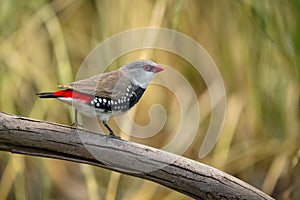 Diamond firetail bird stands on a bare tree branch on a sunny day with blur background photo