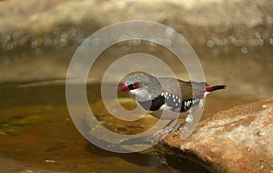 Diamond firetail finch bird