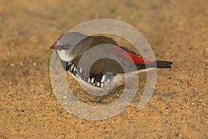 The Diamond Firetail Stagonopleura guttata.