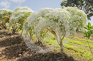 Diamond Frost In Bloom