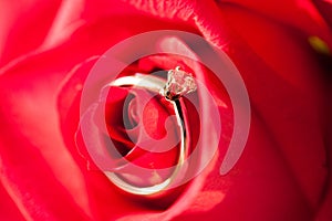 Diamond golden ring on the red rose petals