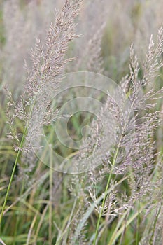 Diamond grass, Calamagrostis brachytricha, pinkish plumes