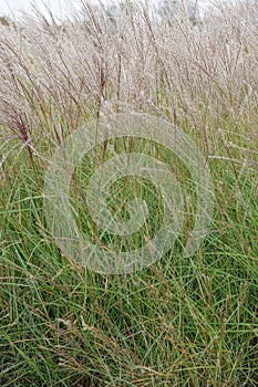 Diamond grass, Calamagrostis brachytricha, plants with plumes