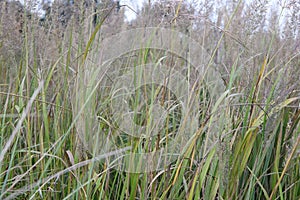 Diamond grass, Calamagrostis brachytricha, plants with plumes and seeds