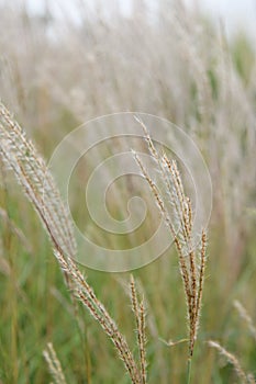 Diamond grass, Calamagrostis brachytricha, plumes