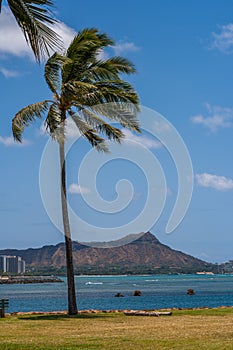 Diamond Head Waikiki with Palm Trees Oahu