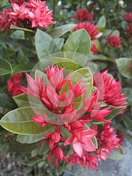 Diamond Ixora flower blooms with natural red color