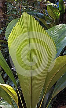 Diamond palm tree or Joey palm tree, Johannesteijsmannia altifrons photo
