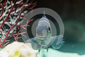 Diamond or Pearl Cichlazoma, Herichthys carpintis, kept in a home aquarium. Close-up. Selective focus