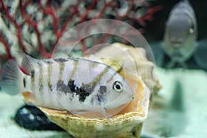 Diamond or Pearl Cichlazoma, Herichthys carpintis, kept in a home aquarium. Close-up. Selective focus