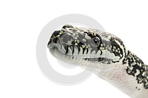 Diamond Python