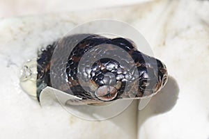 Hatching Diamond Python