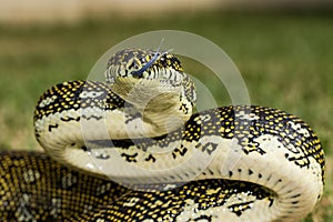 Diamond Python