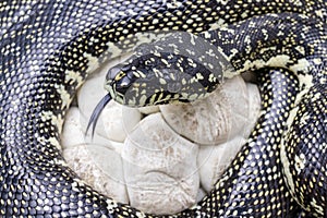 Diamond Python
