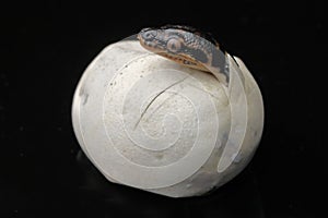 Diamond Python hatching