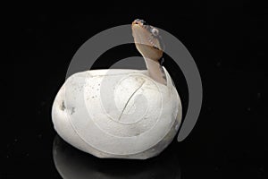 Diamond Python hatching