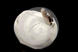 Diamond Python hatching