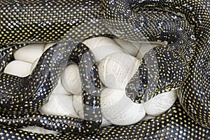 Diamond Python incubating egg clutch